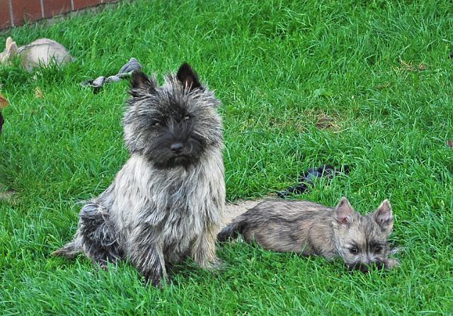 Fynn als Welpe 086.jpg